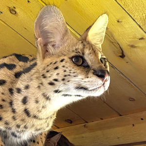 Serval