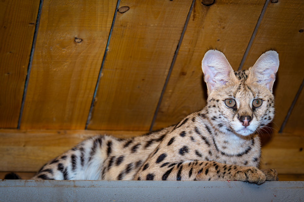 Serval.jpg