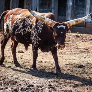 Watusi
