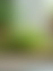 Loc Care Essentials: Detox & Maintenance Tips