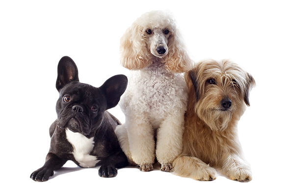 Happy Dog 2.png