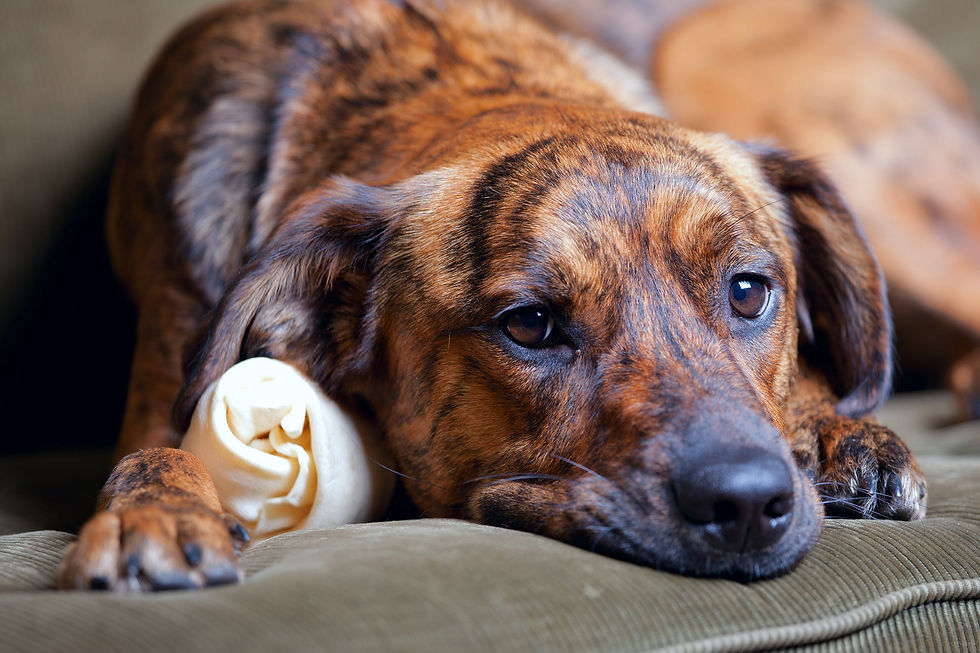 Is Your Pet Is Having an Allergic Reaction?