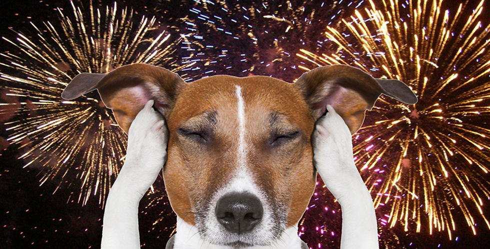 6 Ways to Help a Dog That’s Afraid of Fireworks