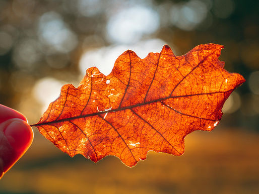 Sunlight for the Soul