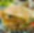Chicken Panini