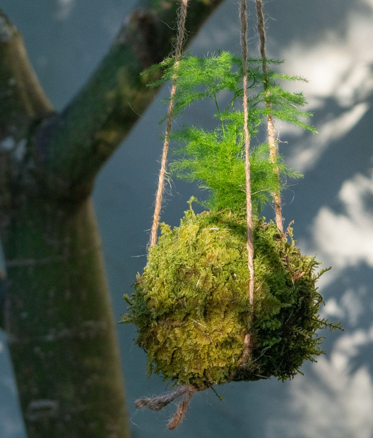 kokedama japanse