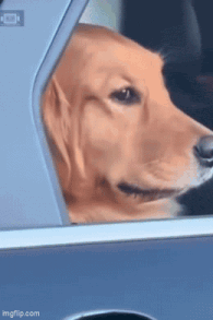 dog-golden-retriever.gif