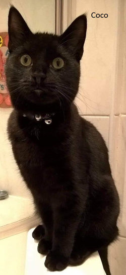 Coco