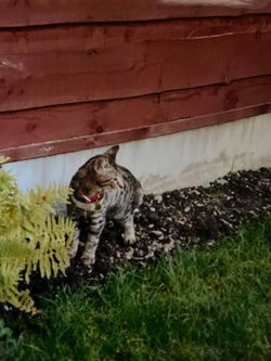 Gizmo garden4