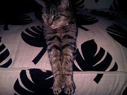 Gizmo leaf paws