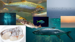 Ráðstevna 8 juni: Fiskur og framtíðin – møguleikar og avbjóðingar