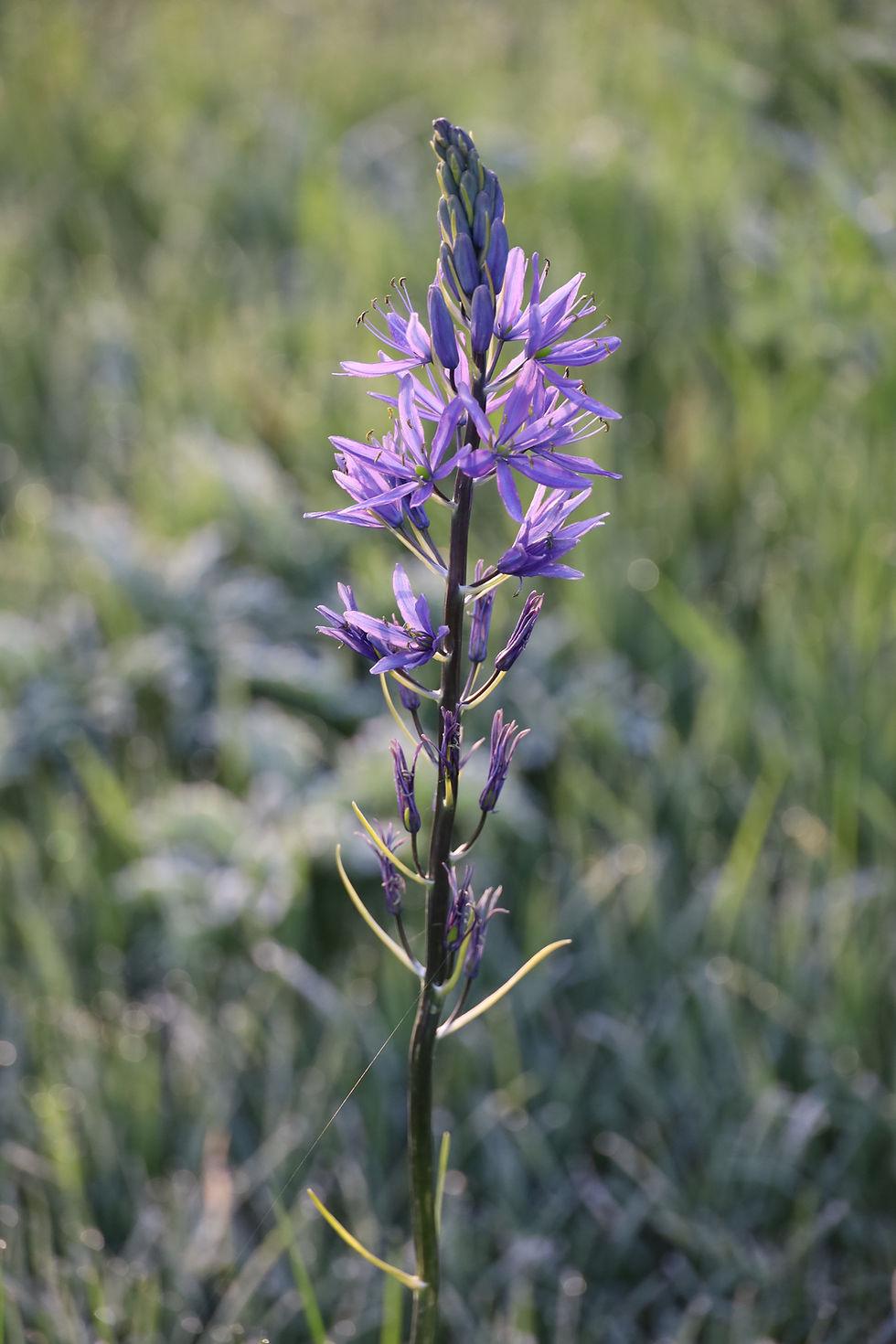 Camassia quamash