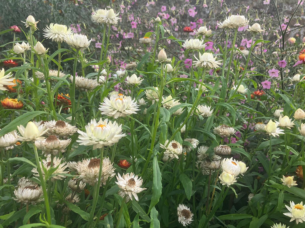 The greying, grubby-looking flowers are not a good look in the borders.