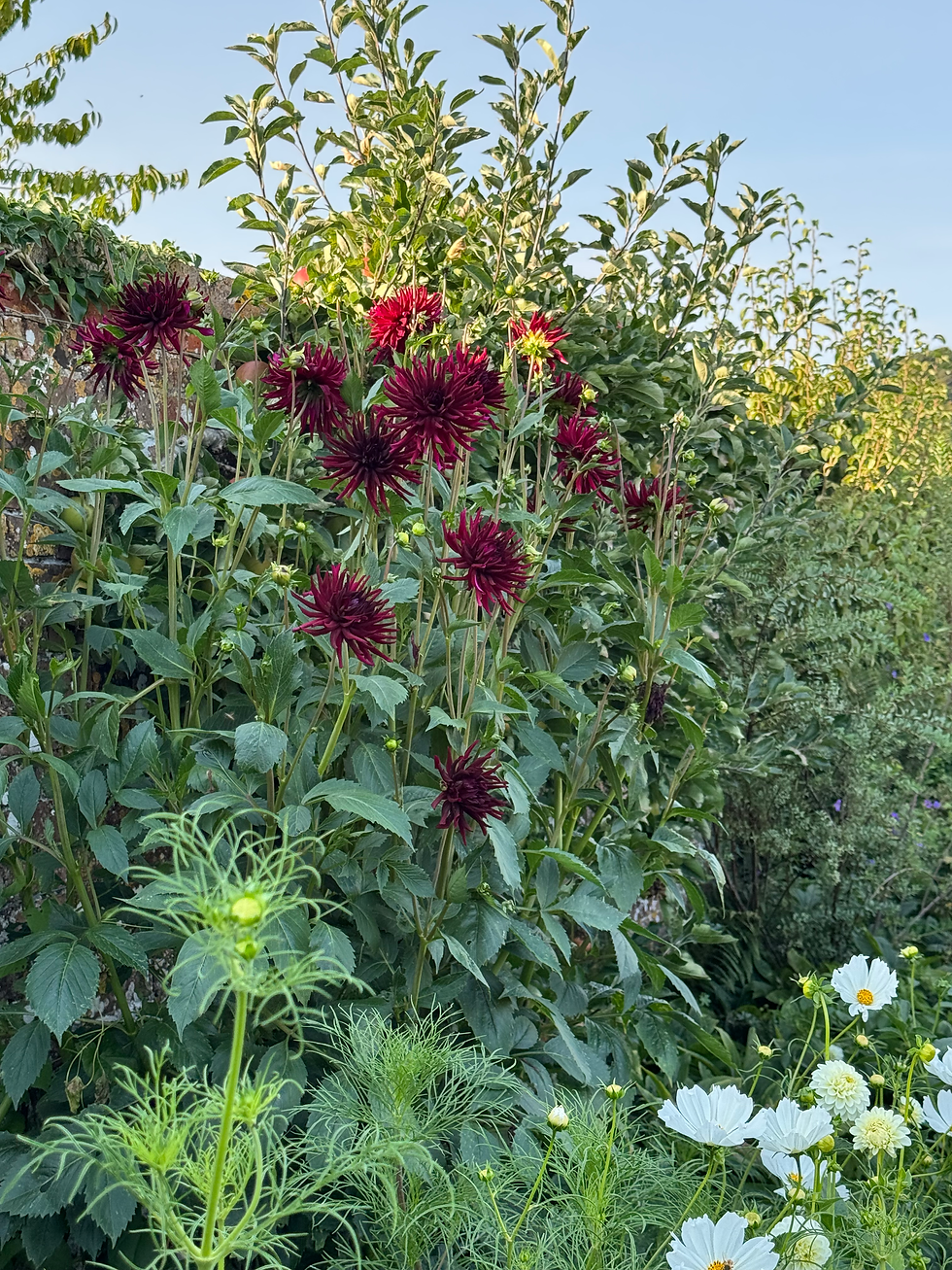 Accessible nourishment is never far away. White cosmos keeps the pollinators happy...