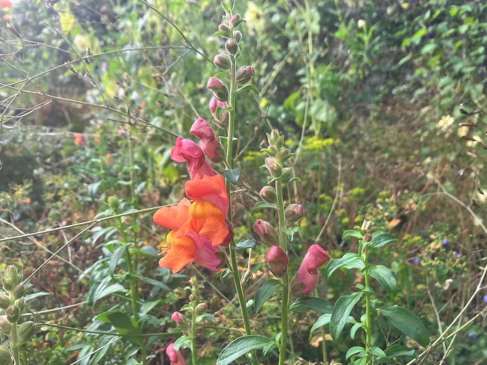 Antirrhinum majus 'Pontomac Orange' proved just too garish for Gasper