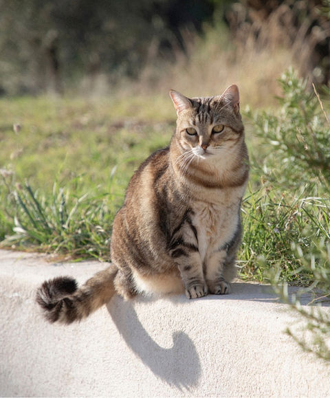 Gîte en pleine nature - Filoute le chat - @Gregoire Edouard