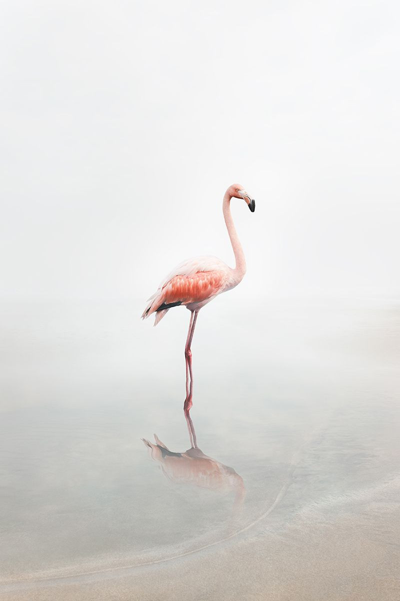 For Now Flamingo, from the series Meditations 2019-2020 by Alice Zilberberg