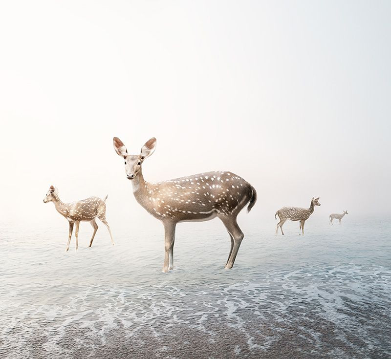 Stay my Deer, from the series Meditations 2019-2020 by Alice Zilberberg