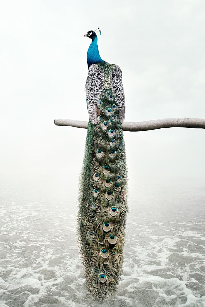 Patience Peacock, from the series Meditations 2019-2020 by Alice Zilberberg