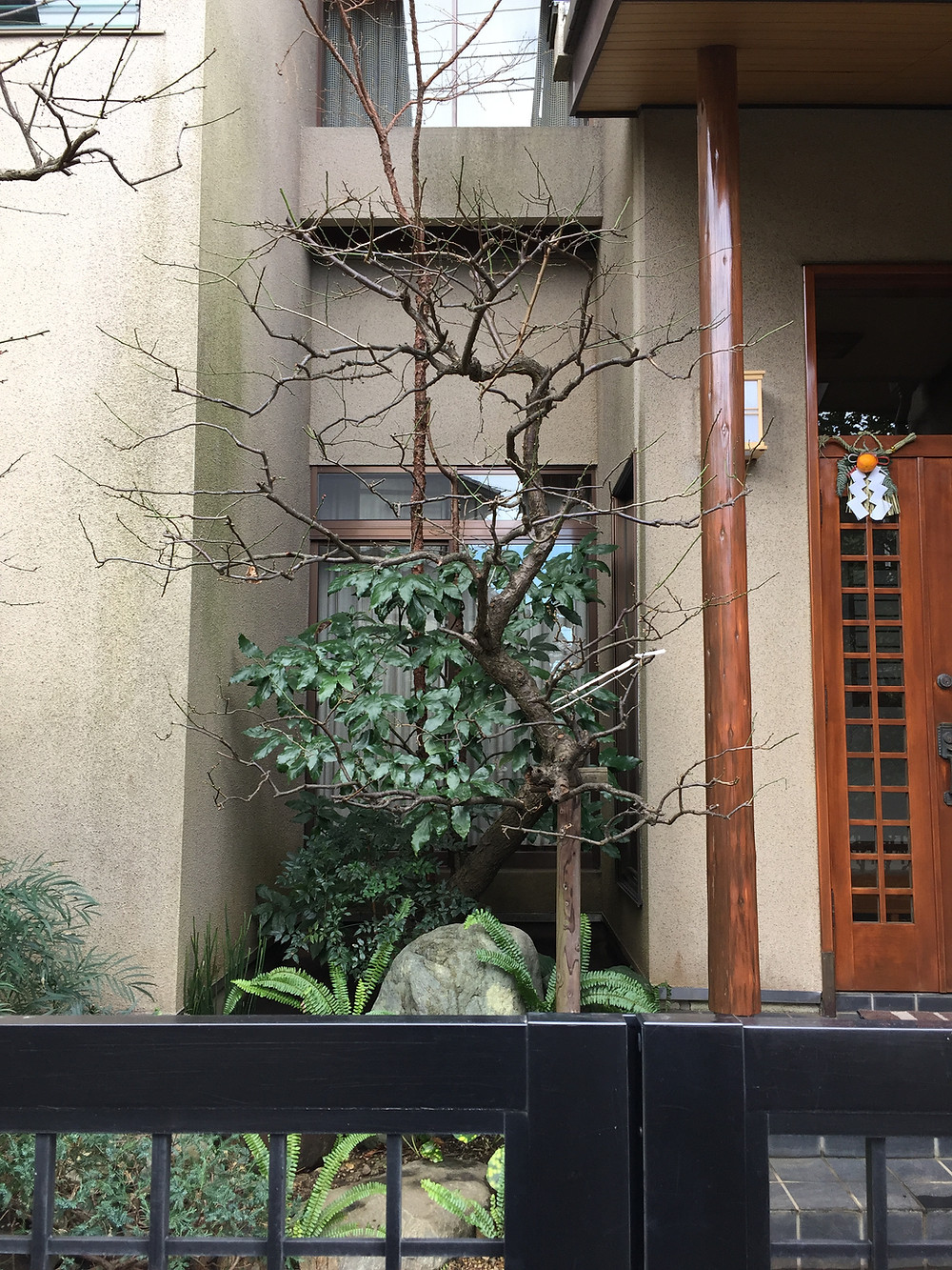 梅の剪定1