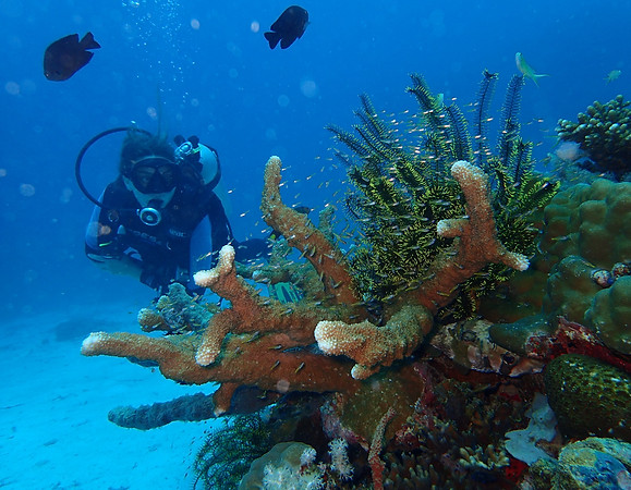 Diver with Coral.jpg
