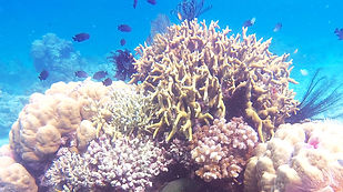 Coral Siquijor Divers Center
