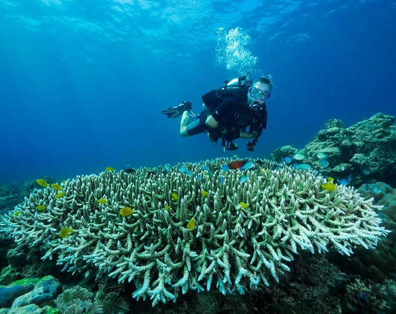 Diver over coral 2.jpg