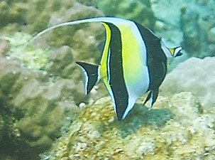 Moorish Idol Siquijor Divers Center