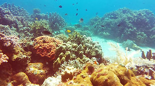 Coral Siquijor Divers Center