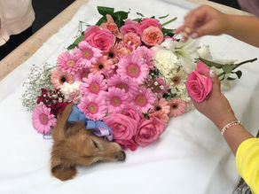 ペット火葬での注意点・・・の話。