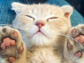 コロナウィルスとペット・・・心配です。