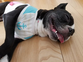 愛犬も・・・バテております(×_×;)