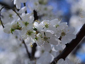 春の訪れ・・・?