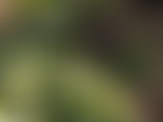 ペット霊園へのお花の寄贈