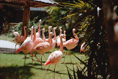 35mm color film photograph of a flock of flamingos at the Sunken Gardens in St. Pete, FL