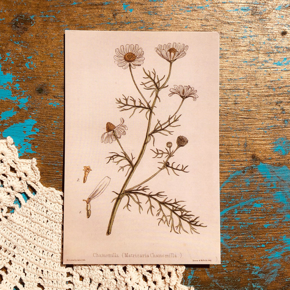 Thumbnail: Desert Life 5 Pack Wall Print