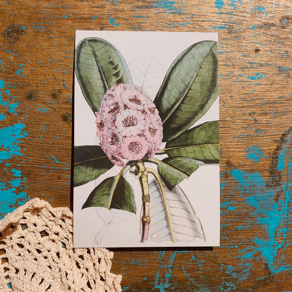 Thumbnail: Appalachian Floral 5 Pack Wall Prints