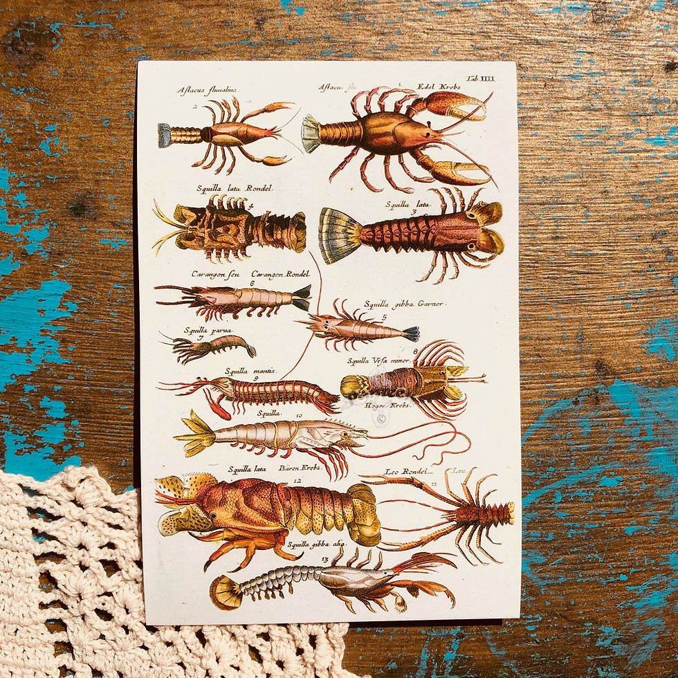 Thumbnail: Ocean Life 5 Pack Wall Prints