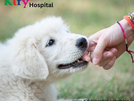 Dog bites