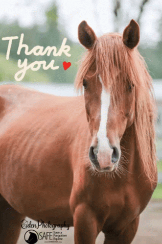 thank you horse.gif