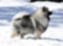 GCh Keesridge's Raevyn Beauty