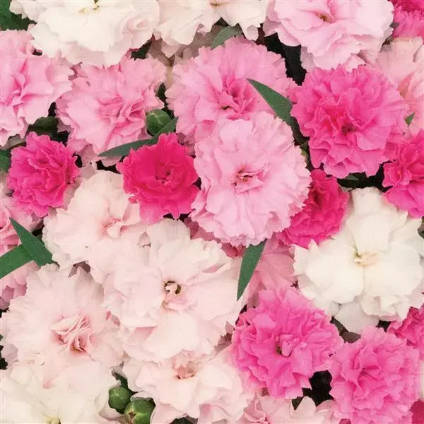 Thumbnail: I Love You Dianthus (6" Pot)