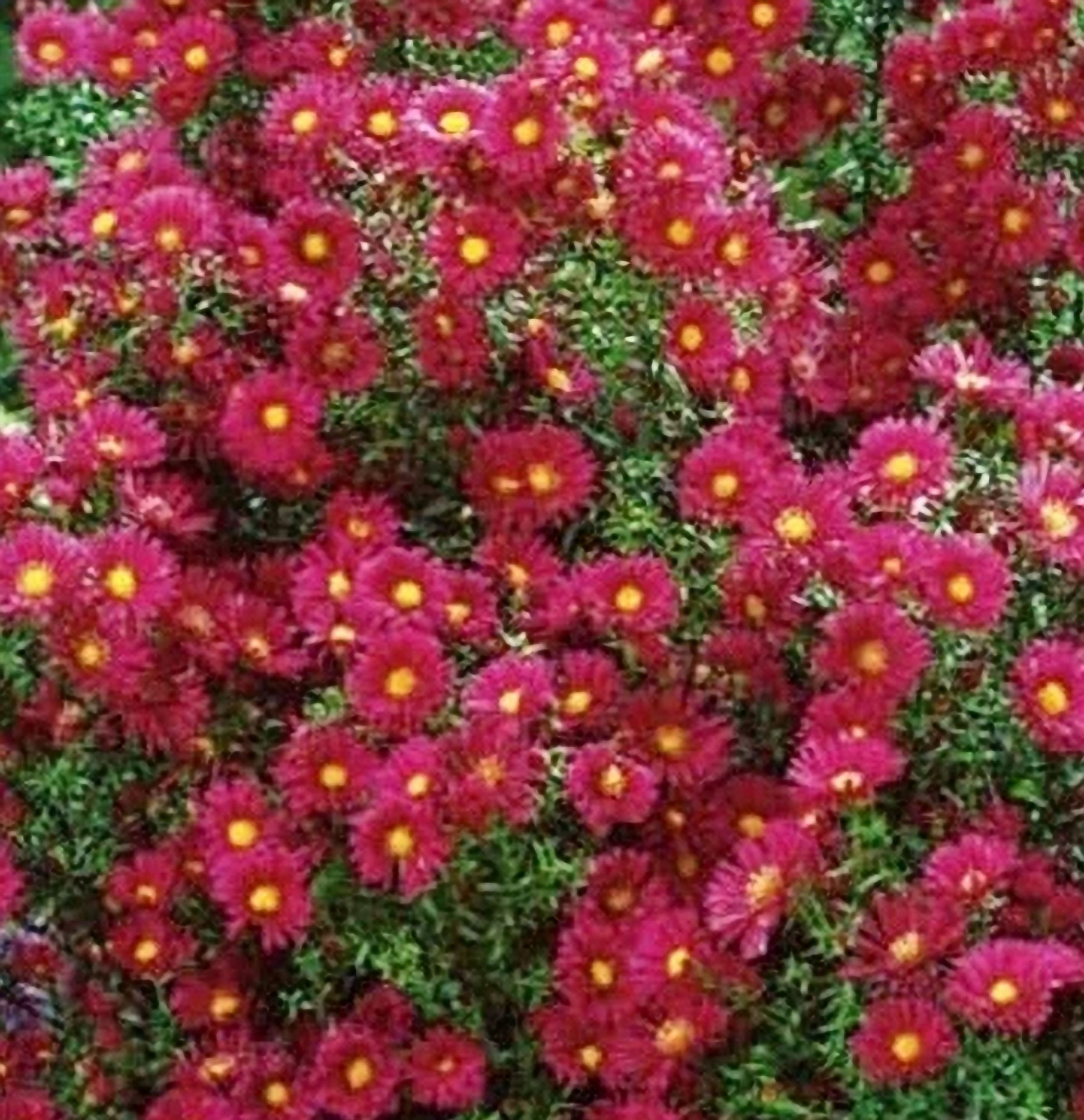 Red Alert Aster, 4.5" Pot