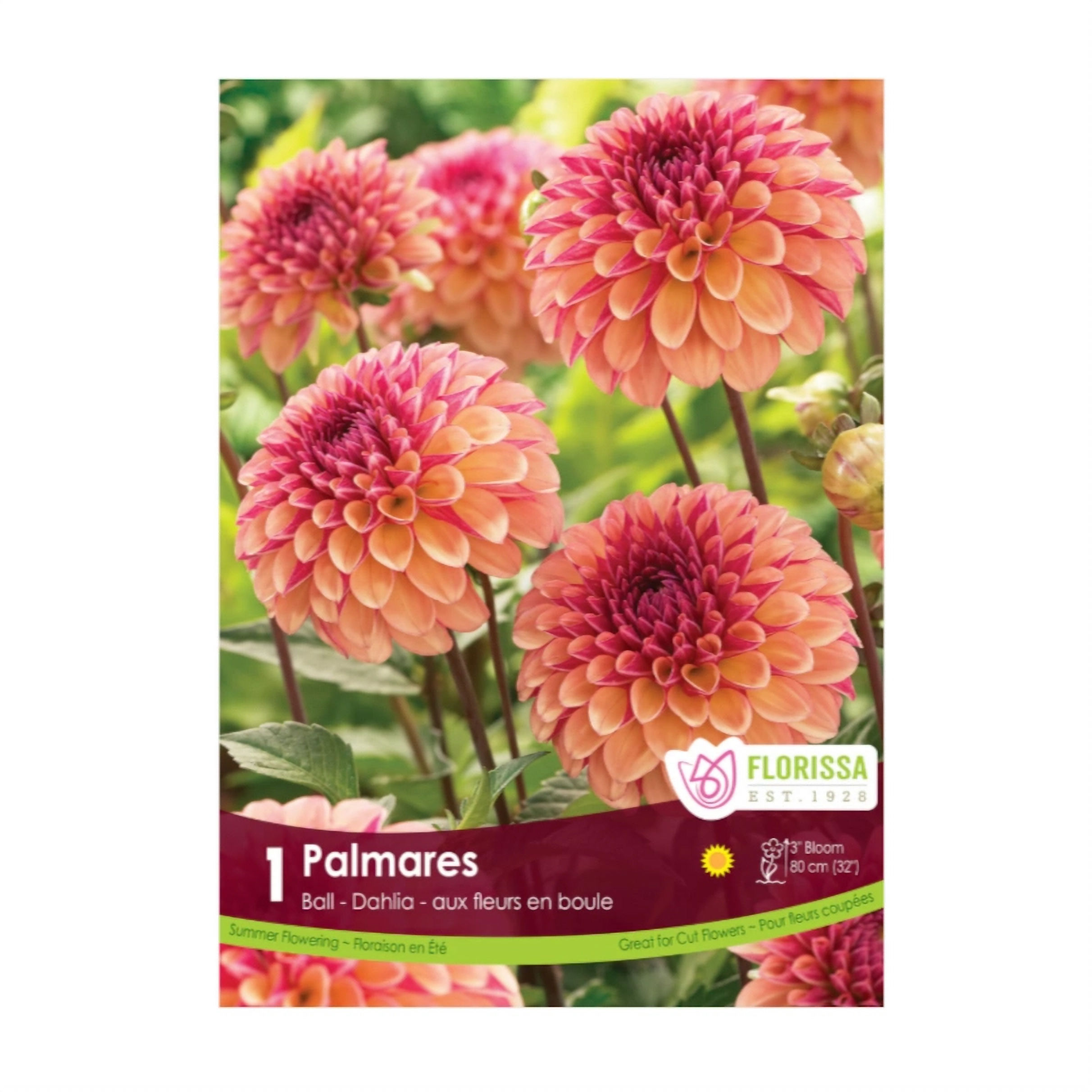 Florissa Dahlia Ball Palmares Bulb, 1 Pkg