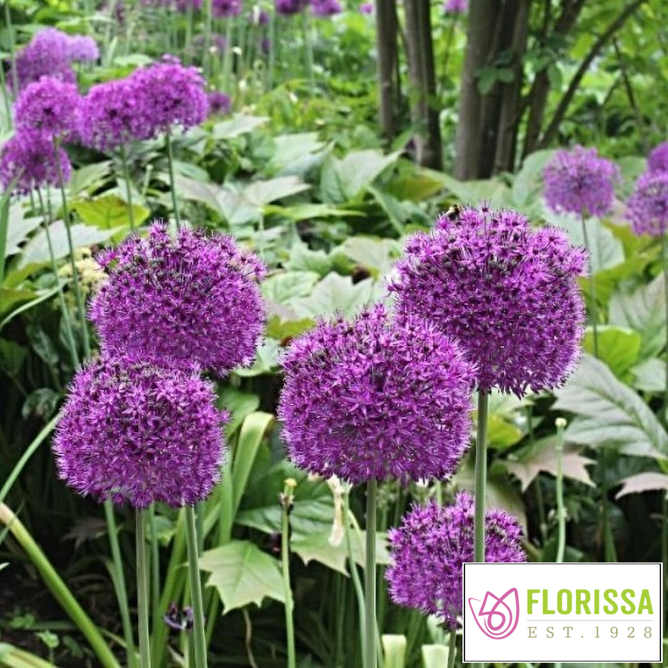 Florissa Allium Purple Sensation, 5/pkg
