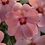 Thumbnail: SunPatiens Vigorous Impatiens (Assorted Colors), 6" Pot