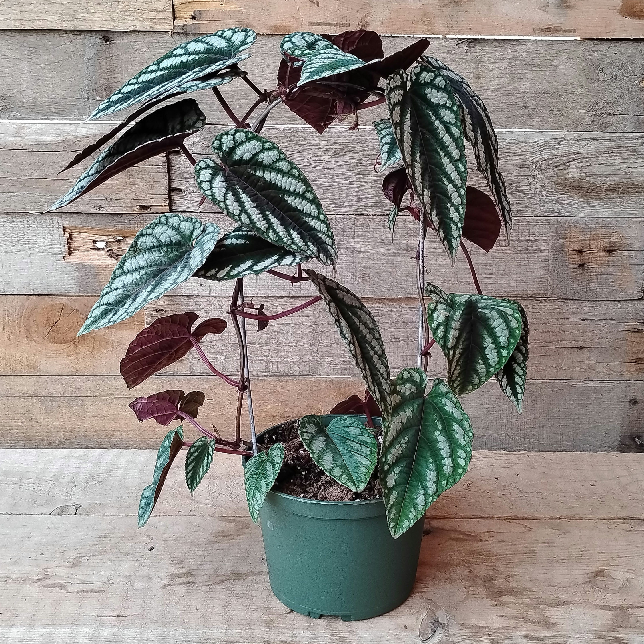 Tapesty Vine Cissu, 6" Pot