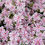 Thumbnail: Candy Stripe Moss Phlox (11 cm Pot)