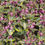 Thumbnail: Golden Anniversary Lamium (1 Gallon Pot)