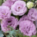 Voyage 2 Lavender Double Lisianthus, 4.5" Pot